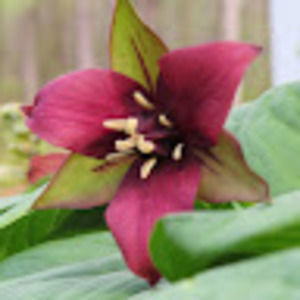 Meet your Posher, Lexi